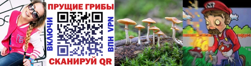 блэк спрут сайт  где можно купить   Ленинградская  Псилоцибиновые грибы мицелий 